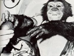 Ham, Pendahulu Yuri Gagarin dan Neil Armstrong di Luar Angkasa