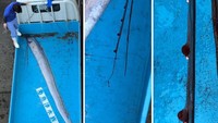 Mitos soal oarfish sebagai pertanda kehancuran marak dibahas publik setelah gempa bumi dan tsunami dahsyat menerjang Fukushima, Jepang terjadi tahun 2011. Laporan Kyodo News menyebut sedikitnya satu lusin ekor oarfish terdampar ke pantai-pantai Jepang dalam jangka waktu setahun sebelum bencana alam terjadi. Foto: Instagram/@uozuaquarium_official
