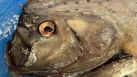 Secara tradisional dalam bahasa Jepang, oarfish disebut sebagai Ryugu no tsukai yang berarti Pembawa pesan dari Istana Dewa Laut. Mitos soal oarfish telah berkembang luas sejak lama. Mitos itu menyebut bahwa oarfish akan muncul ke pantai sebelum gempa bumi bawah laut terjadi. Foto: Instagram/@uozuaquarium_official