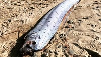 Selama musim dingin ini, dilaporkan total tujuh ekor oarfish muncul ke permukaan laut di sejumlah wilayah Jepang. Dua ekor di antaranya terjerat jaring nelayan di perairan dekat Prefektur Toyama, Jepang pada Jumat (1/2) waktu setempat. Satu ekor lainnya dengan panjang 3,2 meter ditemukan terdampar di pantai Teluk Toyama, sedangkan seekor oarfish lainnya dengan panjang 4 meter terjerat jaring nelayan di Pelabuhan Imizu. Foto: Instagram/@uozuaquarium_official