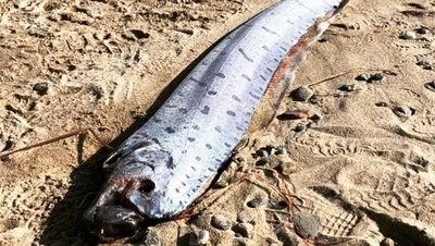Foto: Ikan Langka Pertanda Bencana yang Meresahkan Jepang