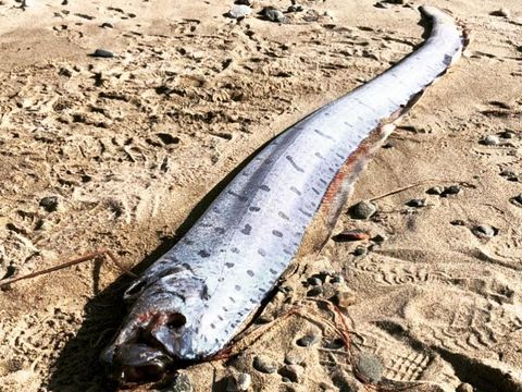 Masyarakat Jepang mengaitkan oarfish dengan gempa-tsunami