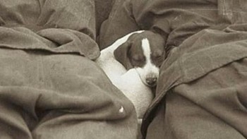 Anjing yang tidur diantara para tentara. (Foto: Instagram/worldofartists)