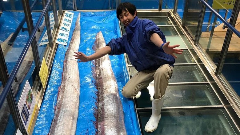 Tentang Oarfish  yang Muncul dan Bikin Resah Jepang