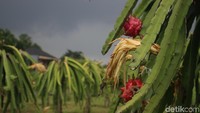 Di kawasan ini selain dapat membeli buah naga, pengunjung juga dapat berkeliling area perkebunan dan memetik langsung buah naga ini. Foto: Kireina S. Cahyani/detikHealth
