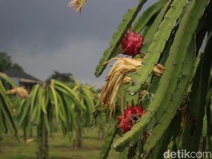 Mengintip Kebun Budidaya Si Manis Buah Naga Di Bogor
