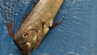 Oarfish atau yang juga disebut ikan raja herring merupakan ikan lautan dalam, yang biasanya hidup di perairan sedalam 200 hingga 1.000 meter. Oarfish yang tergolong langka ini memiliki ciri khas sisik warna perak dan sirip warna merah di punggungnya. Foto: Instagram/@uozuaquarium_official
