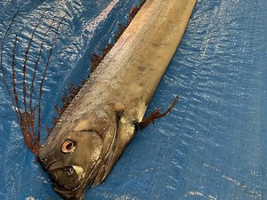 Oarfish Dianggap Pertanda Bencana di Jepang