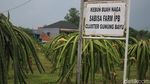 Mengintip Kebun Budidaya Si Manis Buah Naga Di Bogor