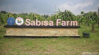 Sabisa Farm merupakan suatu perkebunan budidaya buah naga di kawasan kota Bogor yang dikelola oleh mahasiswa Institut Pertanian Bogor. Foto: Kireina S. Cahyani/detikHealth