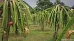 Mengintip Kebun Budidaya Si Manis Buah Naga Di Bogor