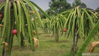 Perkebunan ini biasa dibuka untuk para pengunjung dari pukul 8 pagi hingga 5 sore setiap harinya. Foto: Kireina S. Cahyani/detikHealth