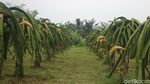 Mengintip Kebun Budidaya Si Manis Buah Naga Di Bogor