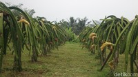 Harga yang dibandrol memang agak cukup mahal dari harga pasaran, yakni 30 ribu per kilonya, namun sensasi pengalaman langsung melihat kebun buah naga ini tidak akan terlupakan. Foto: Kireina S. Cahyani/detikHealth