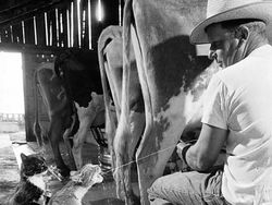 Kumpulan Potret Sejarah yang Humanis