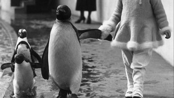 Gemas! berjalan bersama dengan penguin. (Foto: Instagram/worldofartists)