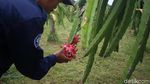 Mengintip Kebun Budidaya Si Manis Buah Naga Di Bogor