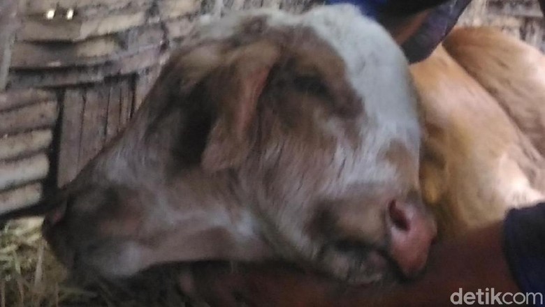 Anak Sapi Berkepala Dua di Boyolali Nyusunya Pakai Dot Bayi Anak Sapi Berkepala Dua di Boyolali Nyusunya Pakai Dot Bayi