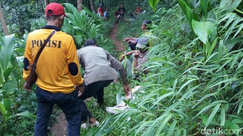 Download 450 Koleksi Gambar Durian Hutan Terbaik 