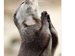 Ragam Meme Messi vs Ronaldo, Beda Liga tapi Masih Saingan