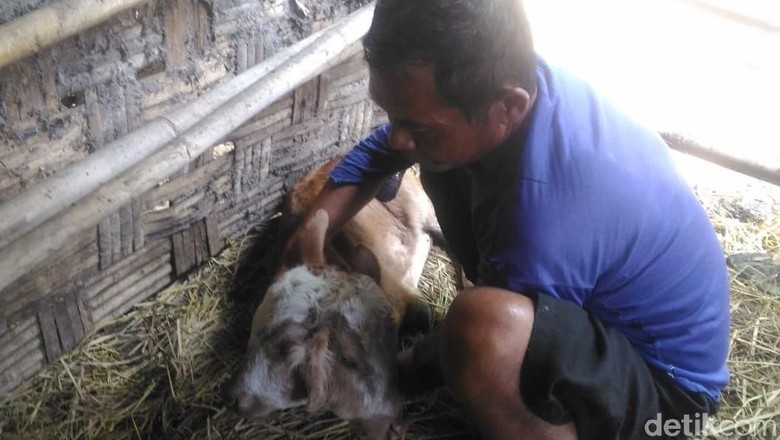 Anak Sapi Berkepala Dua Lahir di Boyolali Anak Sapi Berkepala Dua Lahir di Boyolali