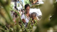 Bunga sedap malam banyak dicari warga karena memiliki aroma yang harum dan tahan lama sehingga dapat menjadi pewangi ruangan alami untuk di rumah.