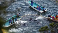 Perburuan lumba-lumba di Taiji sudah berlangsung sejak abad ke-17 hingga kini. Ratusan lumba-lumba diburu dengan cara yang kejam (Reuters)