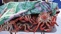 Yang paling dicari adalah kepiting raja merah raksasa, yang tampak mengerikan dan hidup di laut Pasifik Utara, diekspor ke seluruh dunia (Miquel Ros/CNN Travel)
