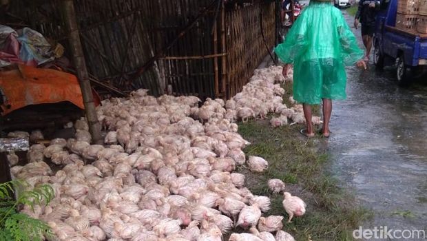 Ribuan ekor ayam mati