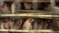 Deretan burung untuk dilepas pada hari Imlek pun sudah tersedia untuk dibeli.