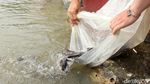 Beribadah dan Melepas Ikan di Toa Pekong Air