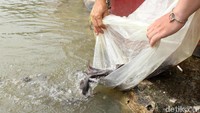 Tak hanya beribadah, di sini warga keturunan Tionghoa juga sering melepas berbagai hal. Salah satunya ikan lele.
