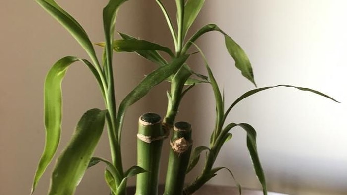 Bamboo plant on table