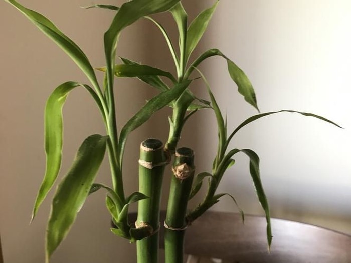 Bamboo plant on table