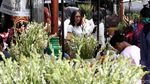 Laris Manis Bunga Sedap Malam Jelang Imlek