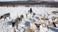 Suku Dukha berada jauh di dalam hutan salju Mongolia. Menggembala rusa lebih dari sekedar pekerjaan karena merupakan budaya dan tradisi mereka (Taylor Weidman/BBC Travel)