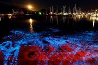 Cantik Banget! Beberapa Pantai di Dunia Bisa 'Menyala' saat Malam