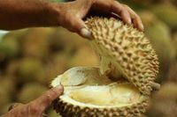 Download 580 Gambar Durian J Queen Paling Baru Gratis HD