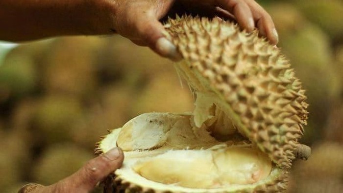 Rasa Durian J-Queen