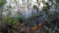 Kebakaran hutan dan lahan gambut yang terjadi di kawasan hutan konservasi itu sudah berlangsung selama tiga hari akibat cuaca panas. ANTARA FOTO/Aswaddy Hamid.
