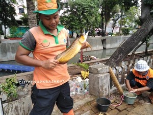 Tentang Arwana Emas yang Mendadak Muncul di Kali Mati