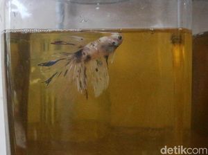 Menarik! Berantas Jentik Nyamuk dengan Ikan Cupang