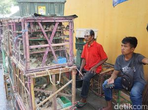 Video: Penjual Burung Raup Keuntungan di Perayaan Imlek