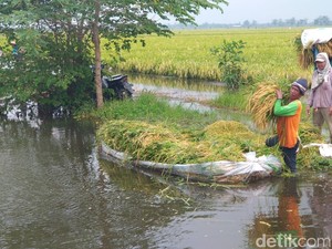 60 Ha Sawah di Kudus Sudah Sepekan Terendam Banjir
