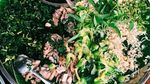Mumpung Libur, Yuk, Sarapan Pecel Ndeso yang Sedap Sehat!