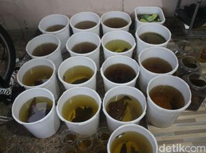 Takut Kena Fogging DBD, Kolektor Sebar Seratusan Ikan Cupang di Jaksel