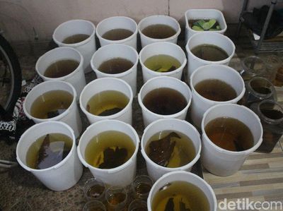 Takut Kena Fogging DBD, Kolektor Sebar Seratusan Ikan Cupang di Jaksel