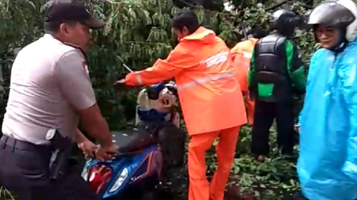 Pohon Tumbang Timpa Motor di Jalan Gerbang Pemuda Senayan