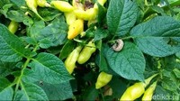 Salah seorang petani yang bernama Darso bercerita tiga hektare lahan cabainya diserang hama ulat.