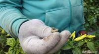 Serangan Ulat Bikin Cabai 'Inul' Anjlok